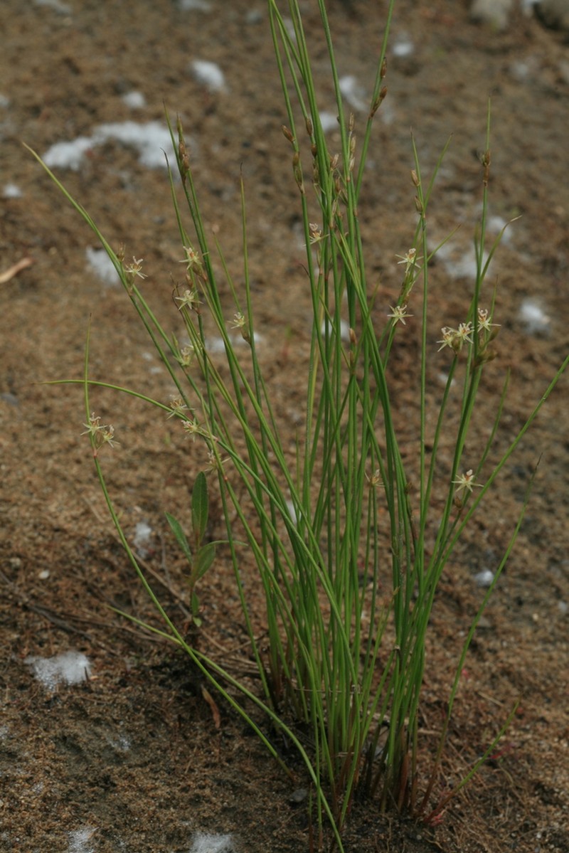 Juncus brachyspathus photo 8