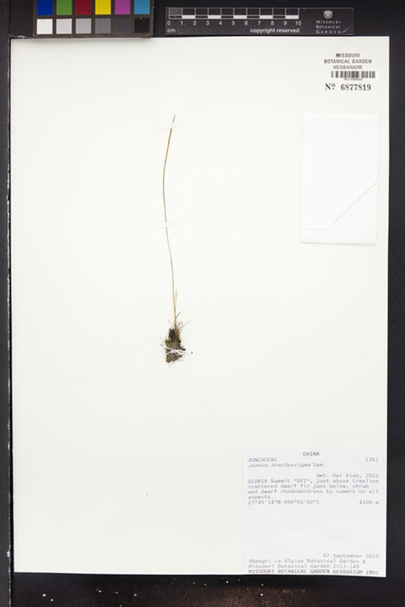 Juncus brachystigma