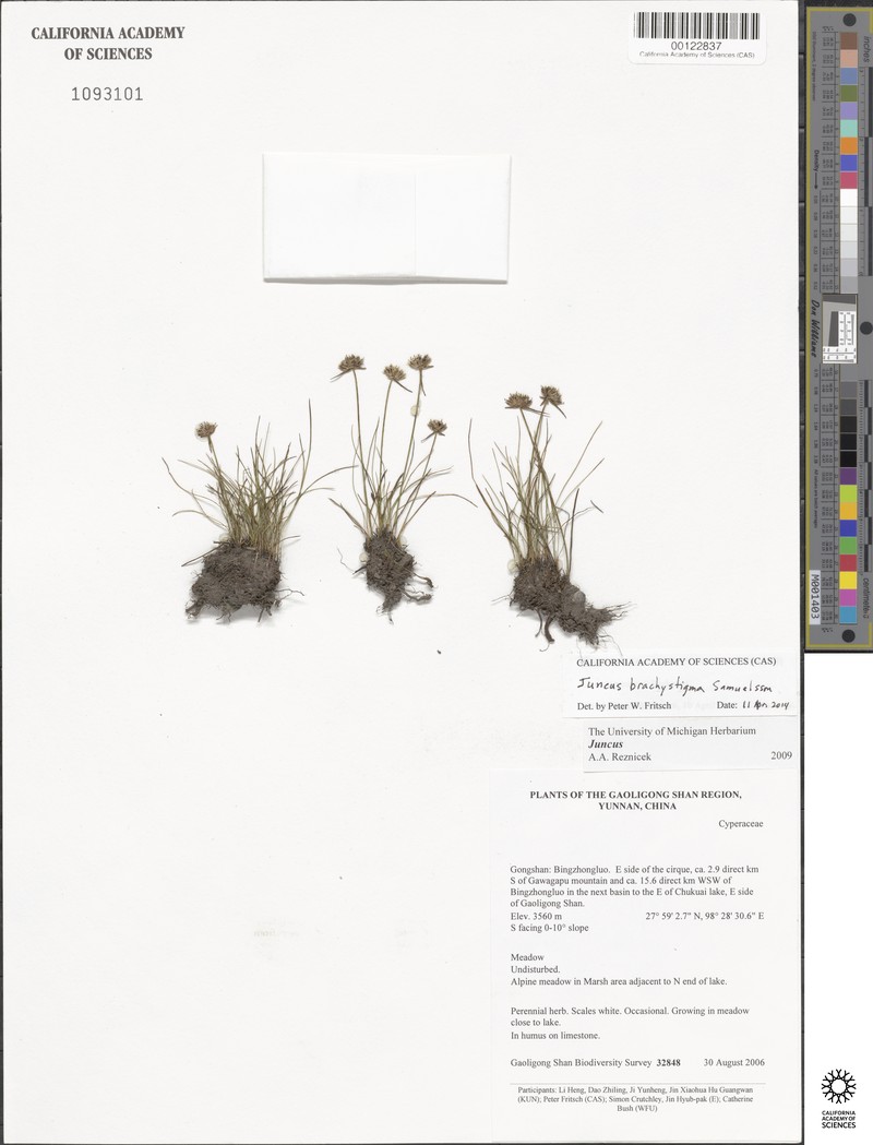 Juncus brachystigma photo 2