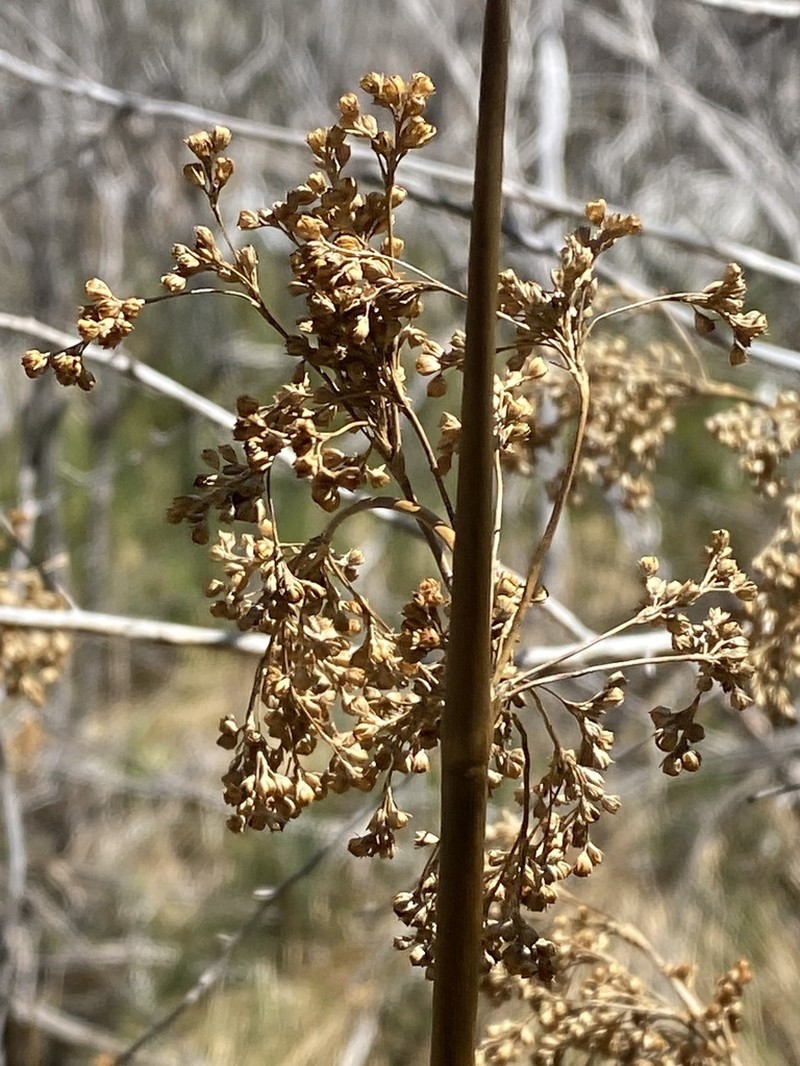 Juncus brevibracteus
