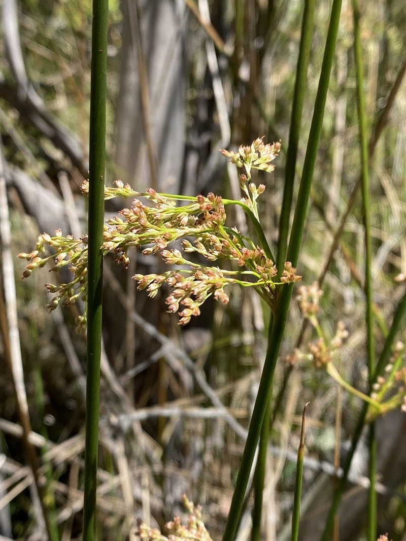Juncus brevibracteus photo 2