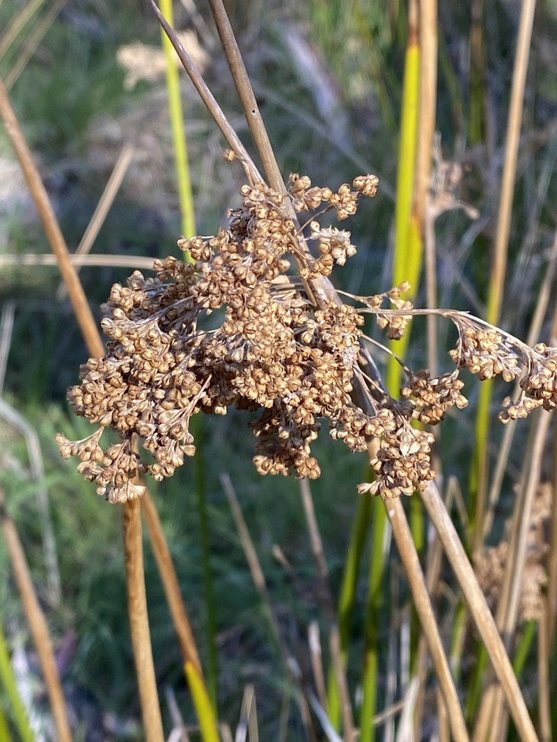 Juncus brevibracteus photo 4