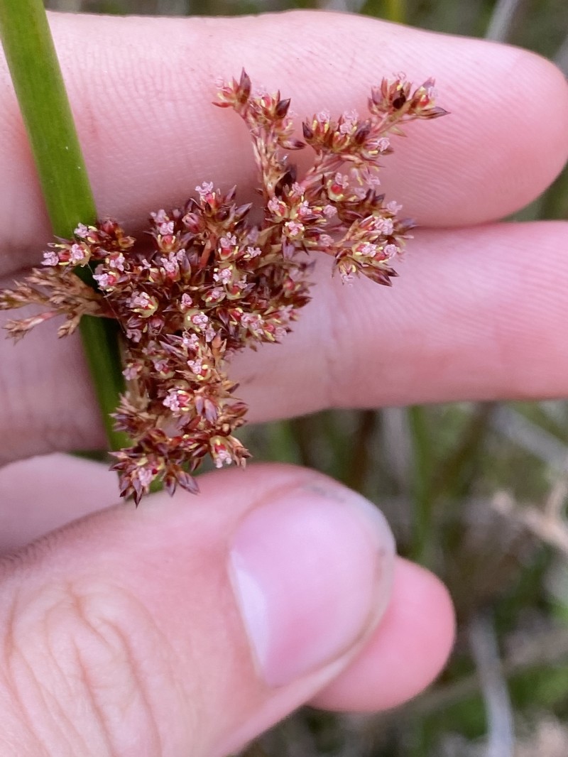 Juncus brevibracteus photo 7