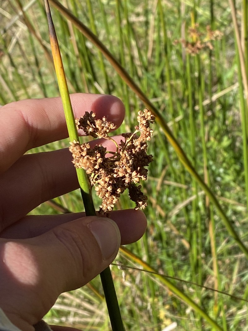 Juncus brevibracteus photo 8