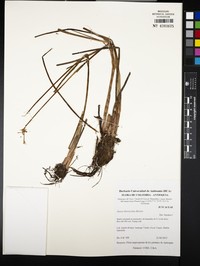 Juncus breviculmis