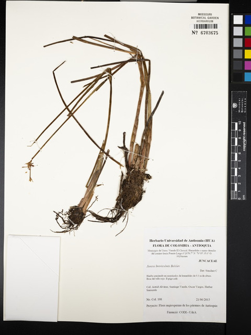 Juncus breviculmis