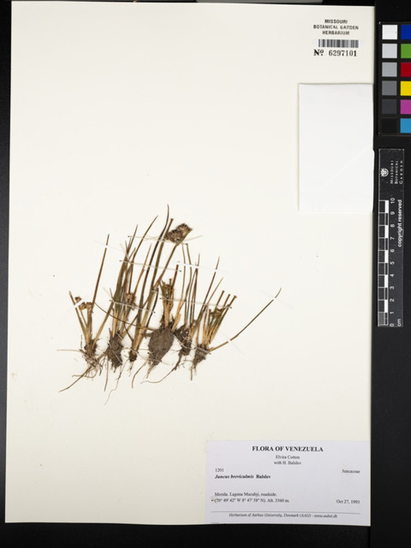 Juncus breviculmis photo 3