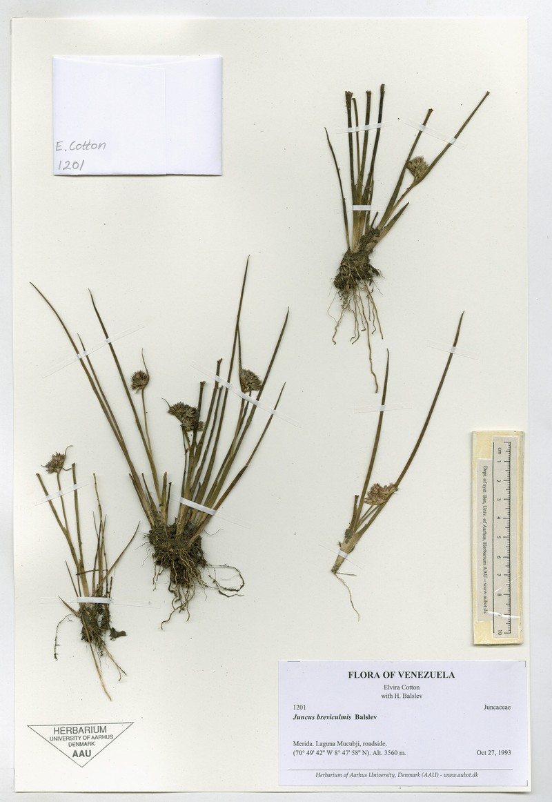 Juncus breviculmis photo 4