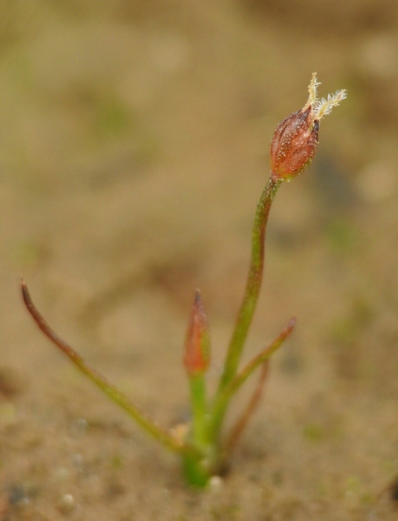 Moss Rush photo 2