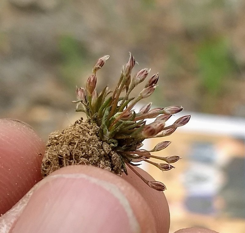 Moss Rush photo 3