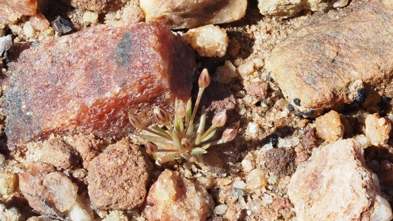 Moss Rush photo 4