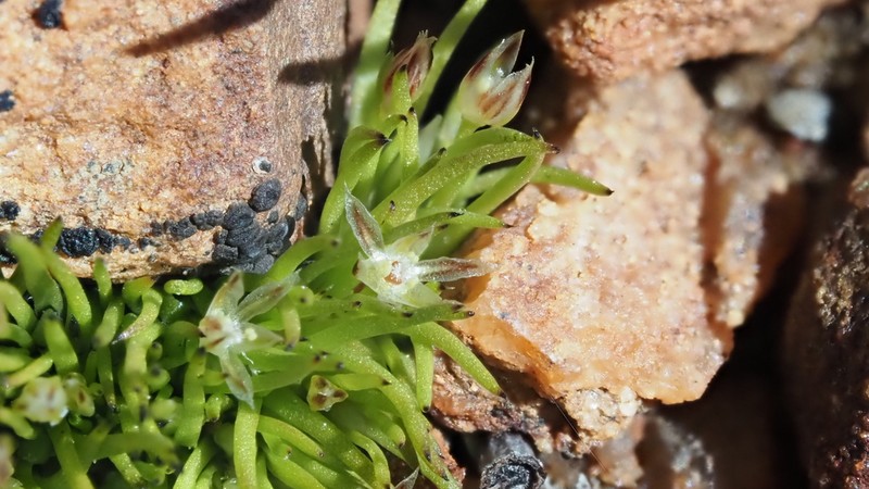 Moss Rush photo 5