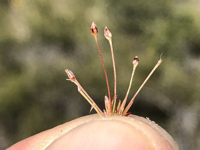 Moss Rush photo 6