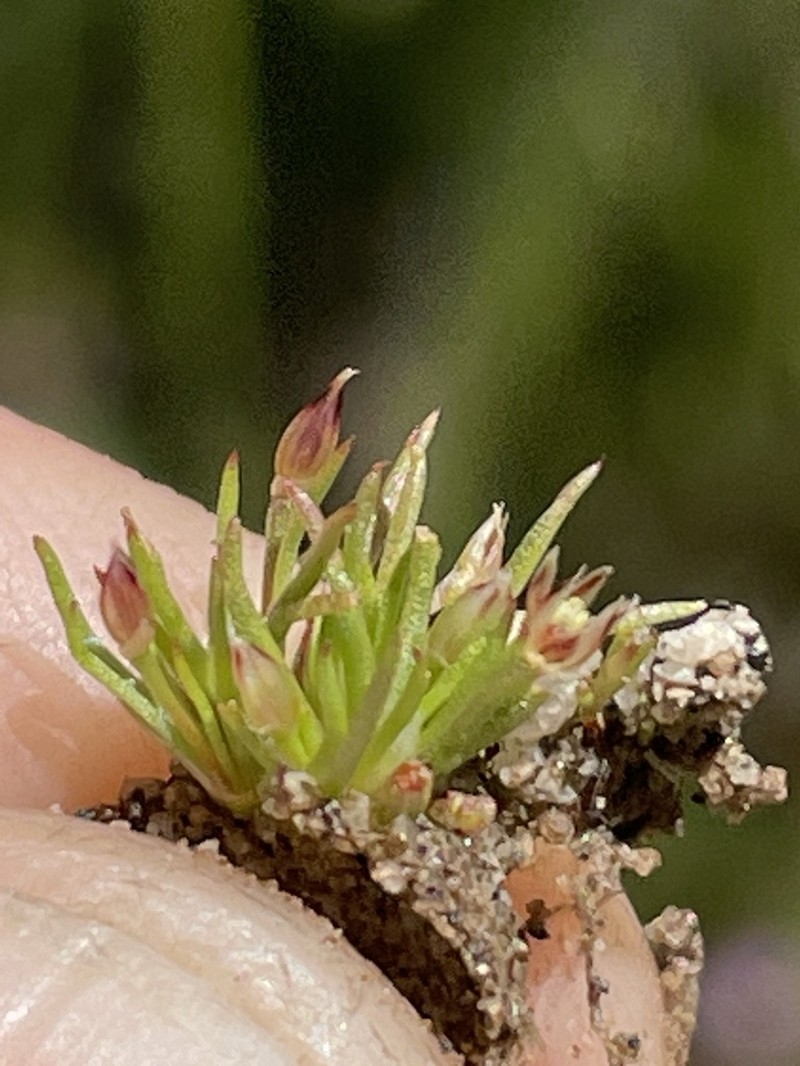 Moss Rush photo 7