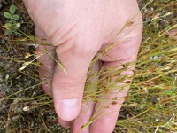 Toad Rush
