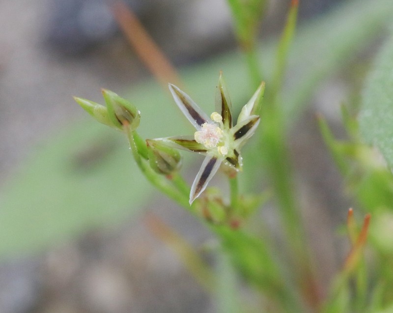 Toad Rush photo 2