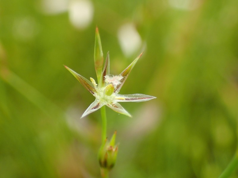 Toad Rush photo 3
