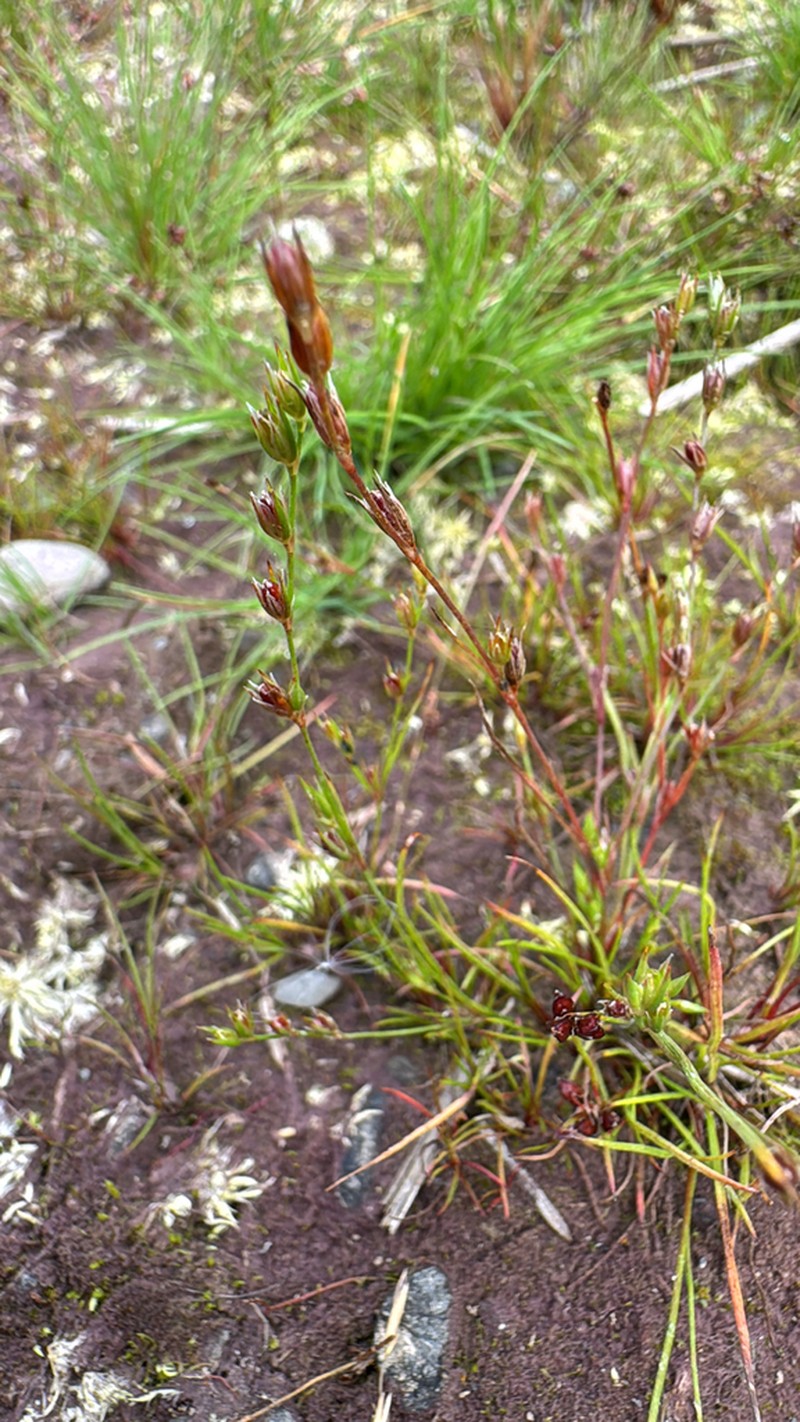 Toad Rush photo 4