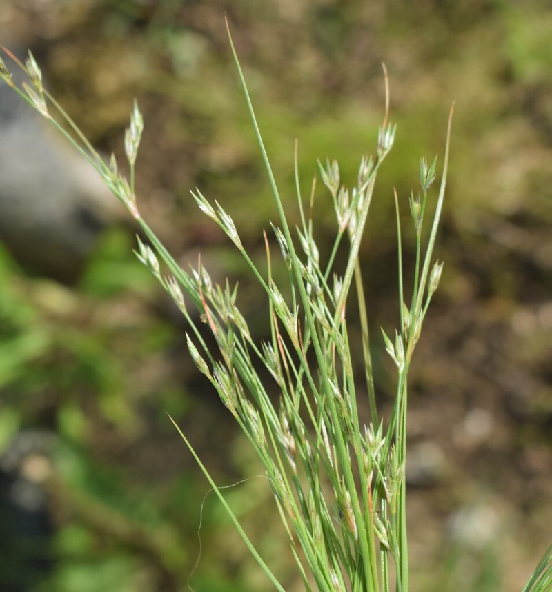 Toad Rush photo 5