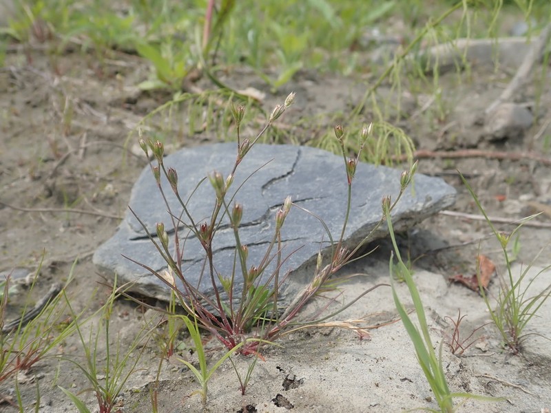 Toad Rush photo 6