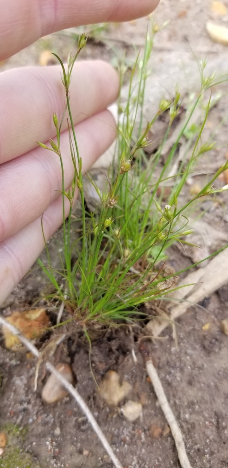 Toad Rush photo 7