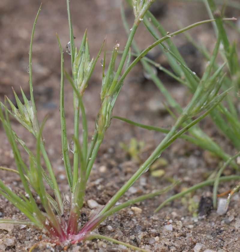 Toad Rush photo 8
