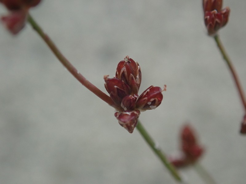 Bulbous Rush photo 4