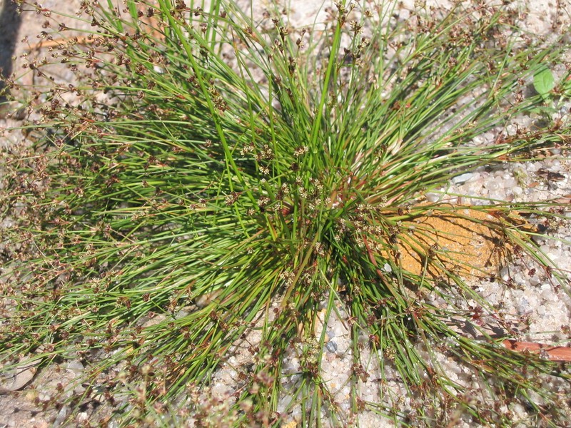 Bulbous Rush photo 5