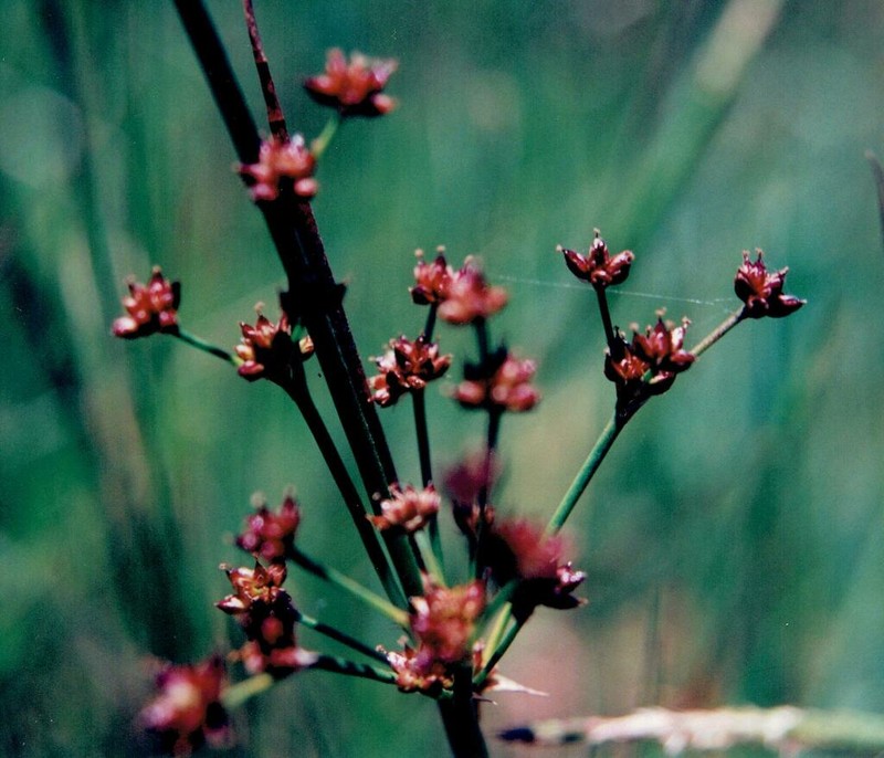 Bulbous Rush photo 6
