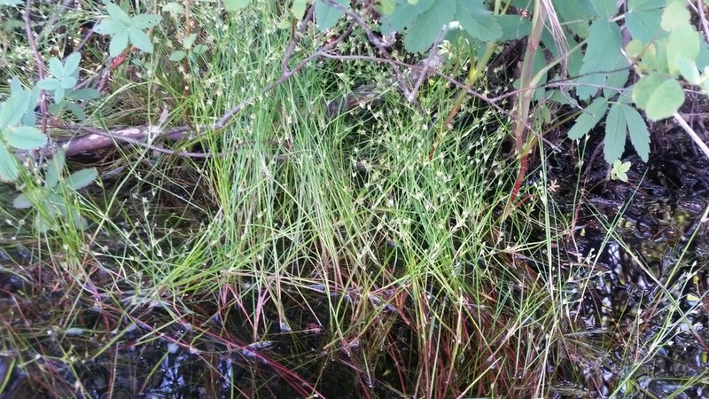 Bulbous Rush photo 7