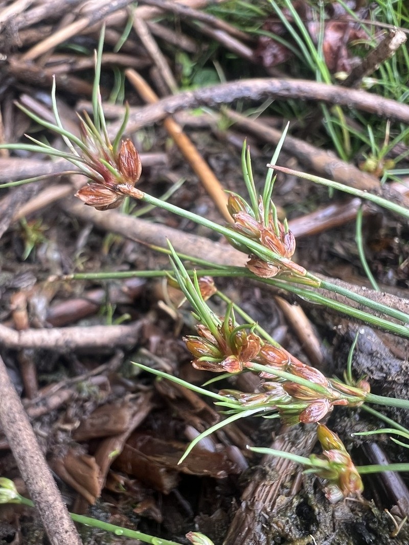 Bulbous Rush photo 8