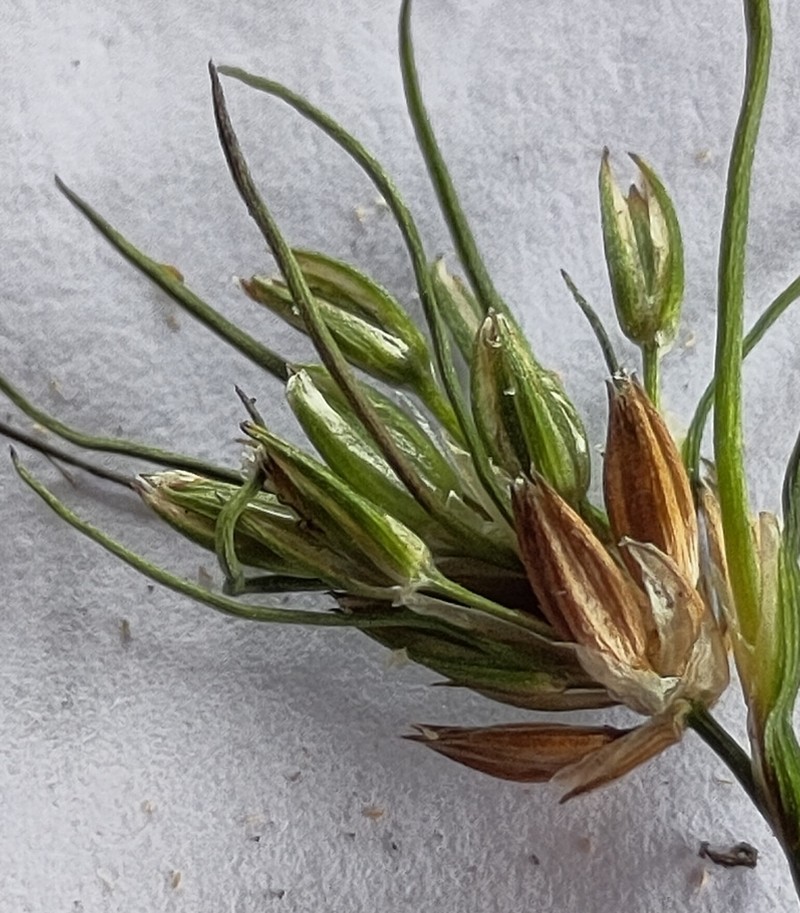 Bulbous Rush photo 9