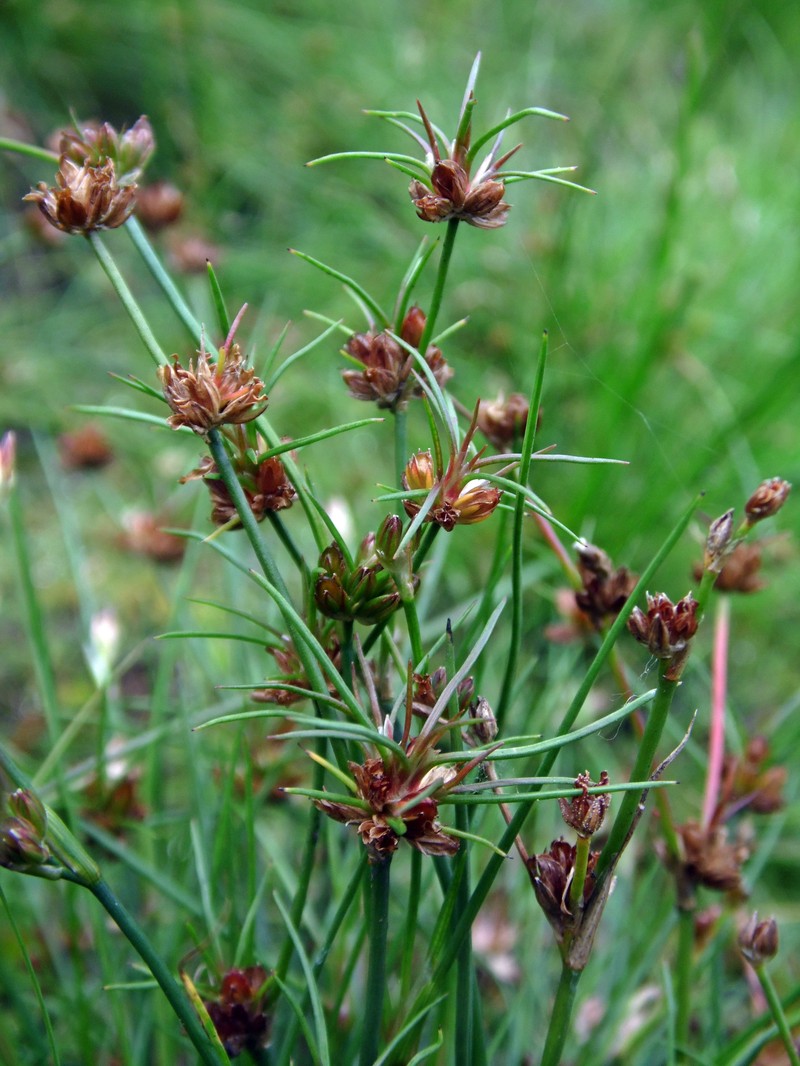 Bulbous Rush photo 2