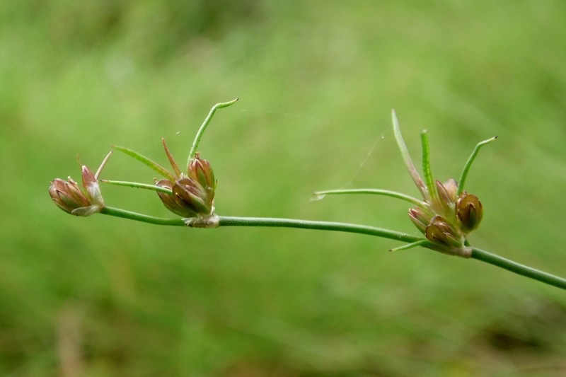 Bulbous Rush photo 3