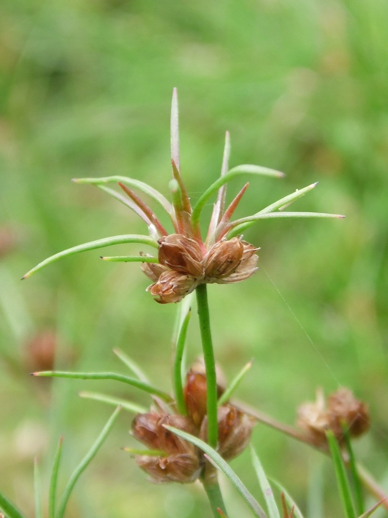 Bulbous Rush photo 4