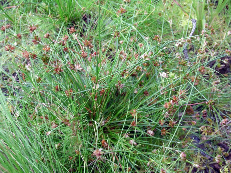 Bulbous Rush photo 5