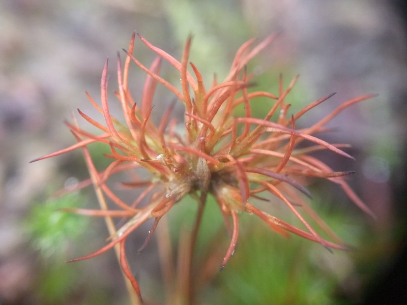 Bulbous Rush photo 6