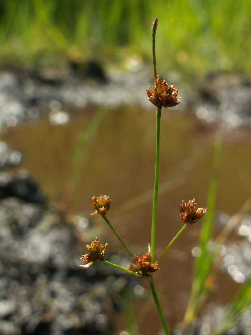 Bulbous Rush photo 7