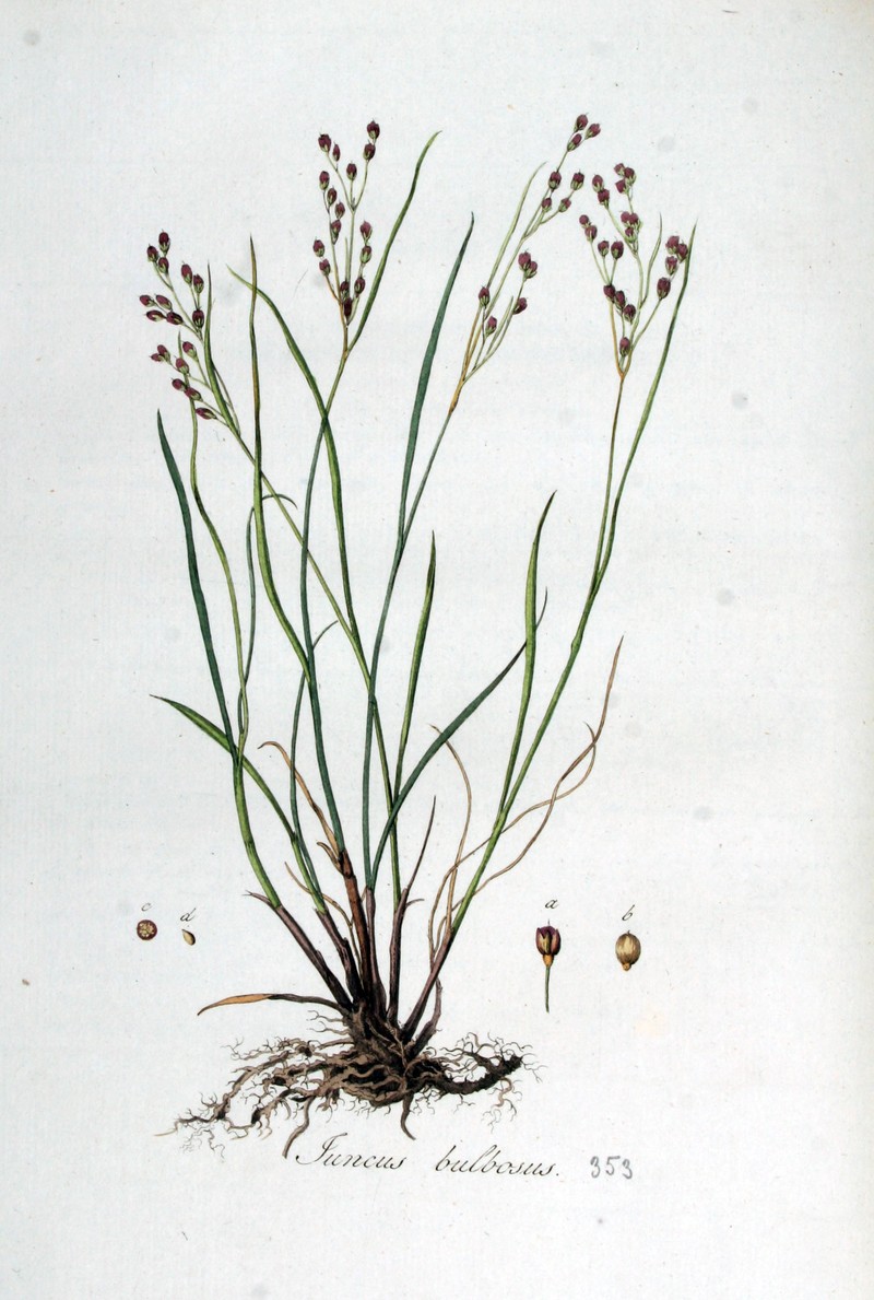 Bulbous Rush