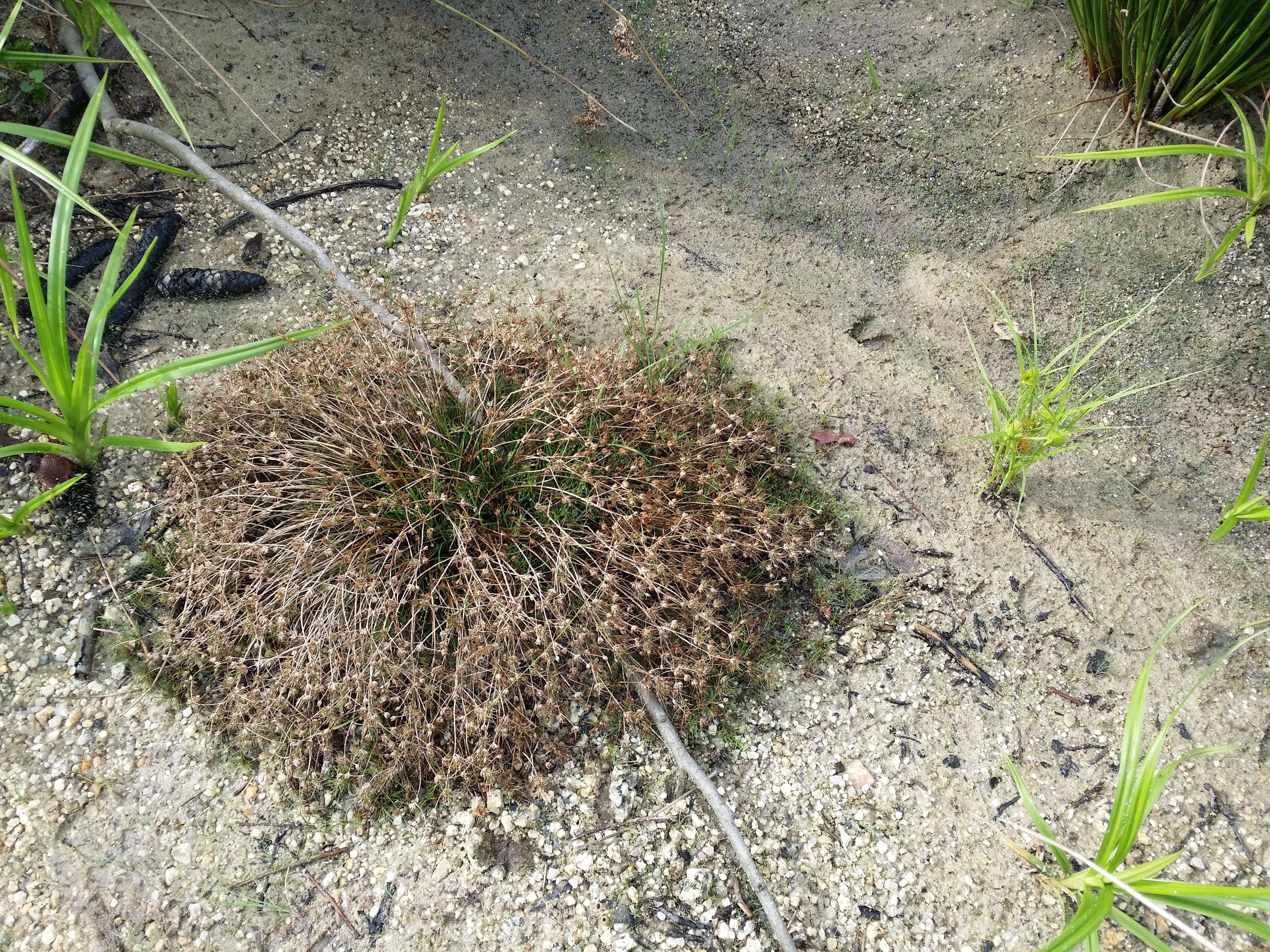 Bulbous Rush photo 8
