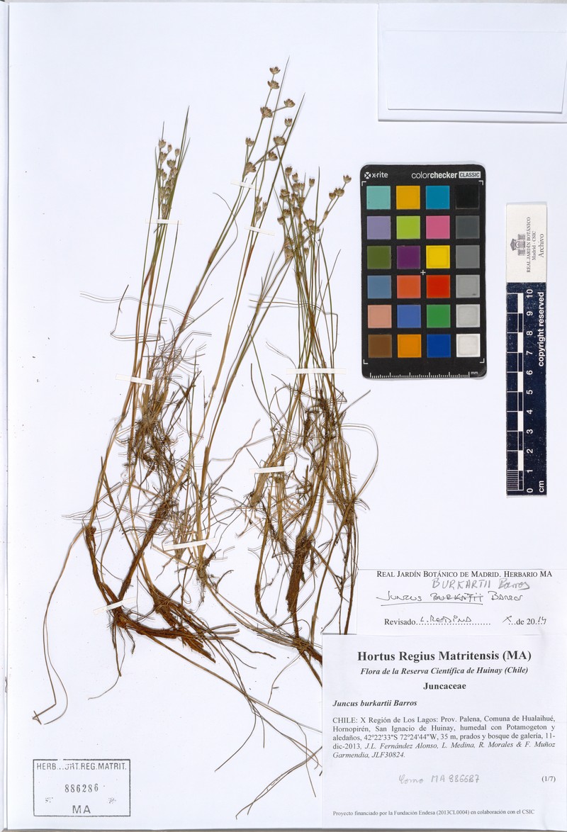 Juncus burkartii