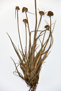 Juncus caespiticius