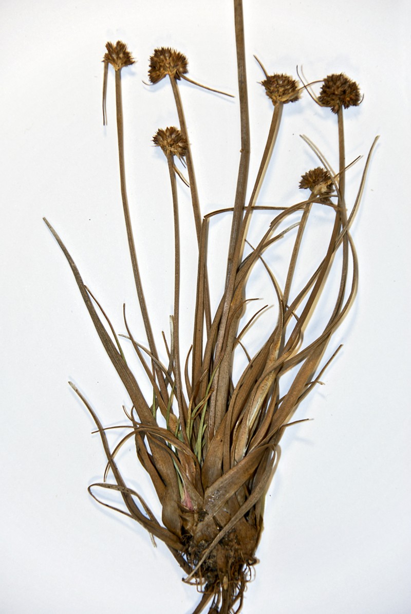 Juncus caespiticius