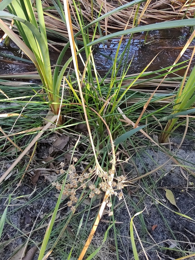 Juncus caespiticius photo 2