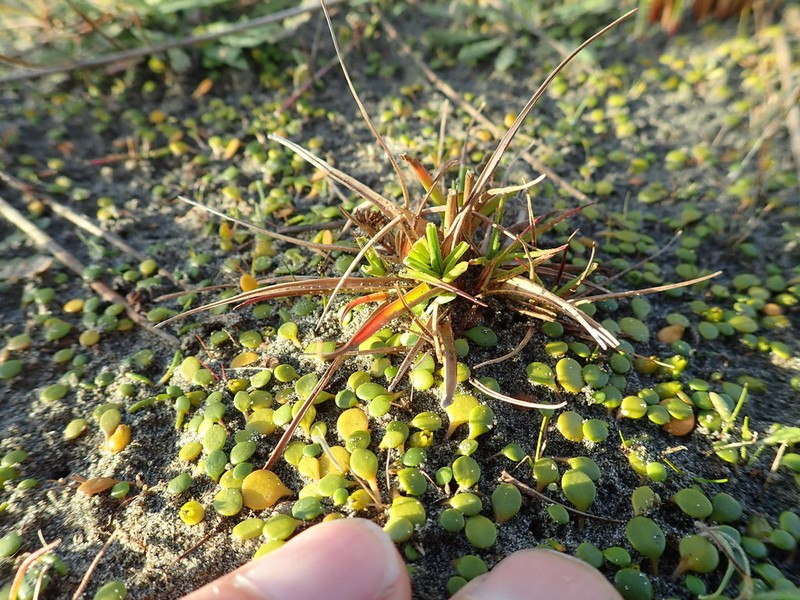 Juncus caespiticius photo 3