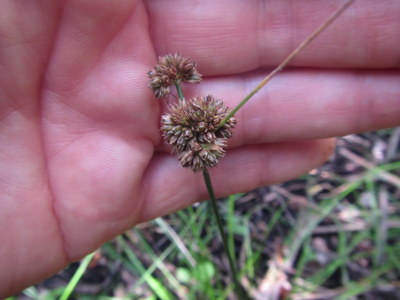 Juncus caespiticius photo 4