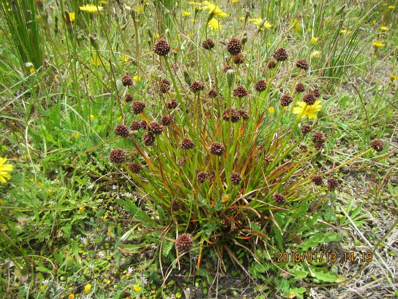 Juncus caespiticius photo 5