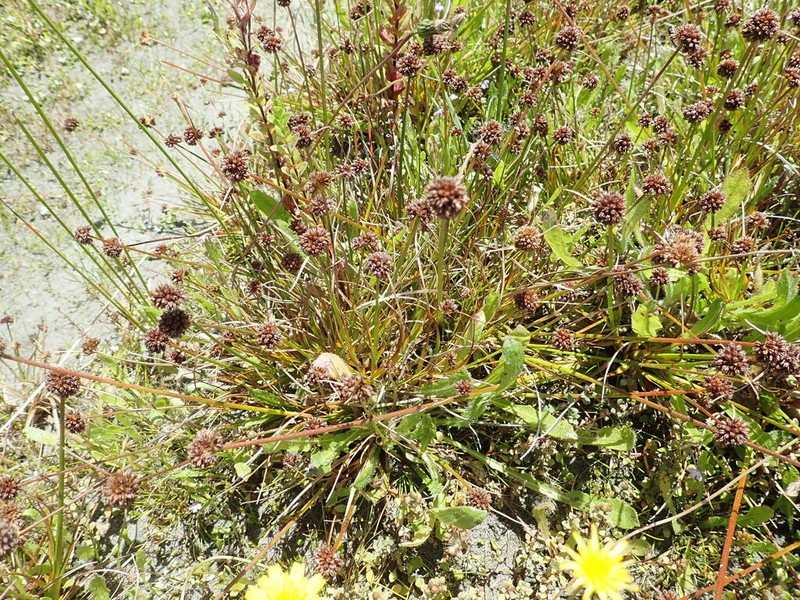Juncus caespiticius photo 6