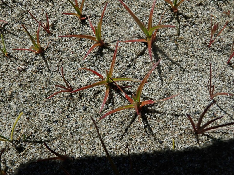 Juncus caespiticius photo 7