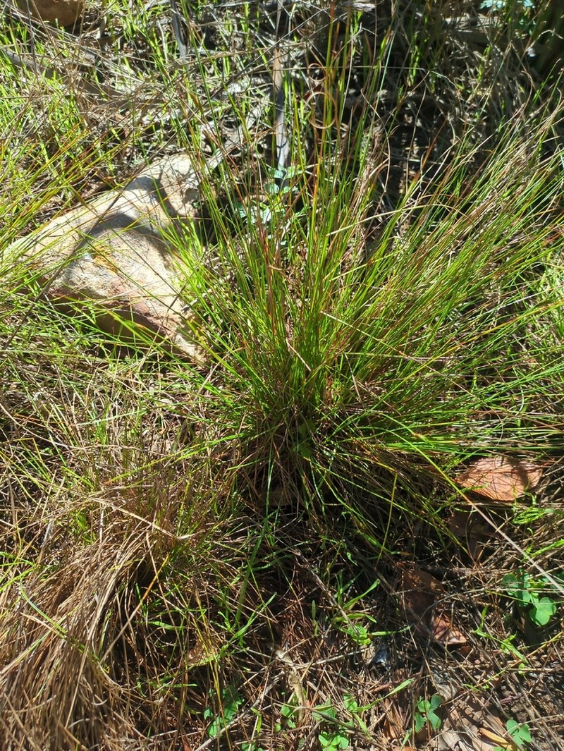 Juncus capensis
